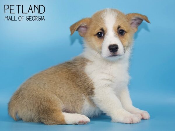 Pembroke Welsh Corgi DOG Male SABLE WHITE 4507 Petland Mall of Georgia