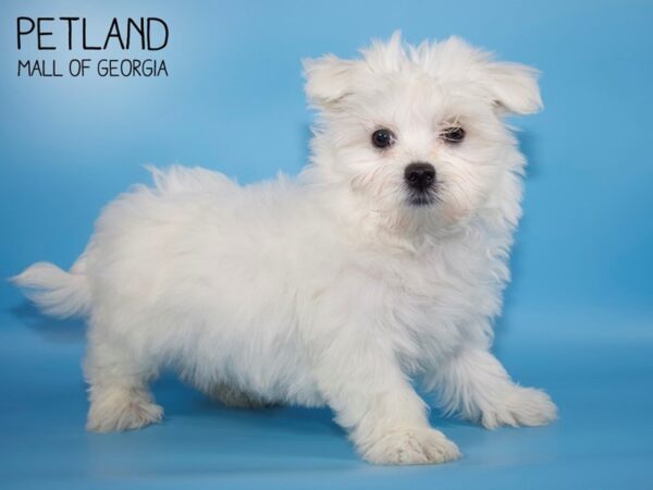 Maltese DOG Male White 4483 Petland Mall of Georgia