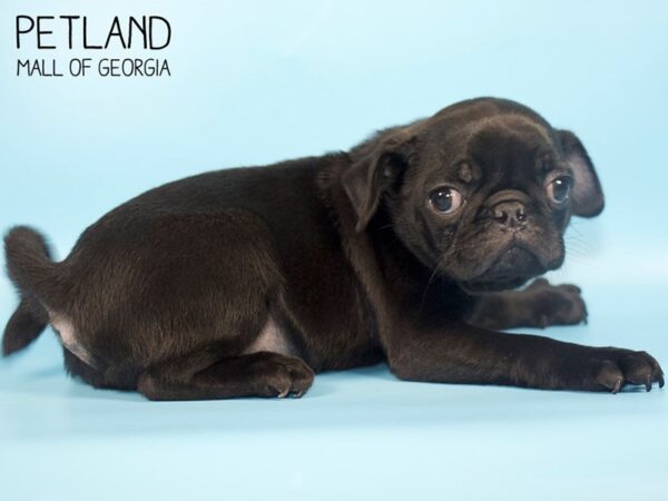 Pug DOG Male Black 4477 Petland Mall of Georgia