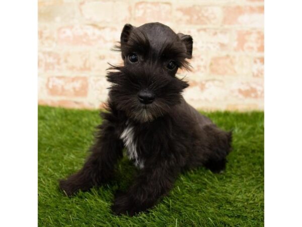 Miniature Schnauzer DOG Male Black 4559 Petland Mall of Georgia