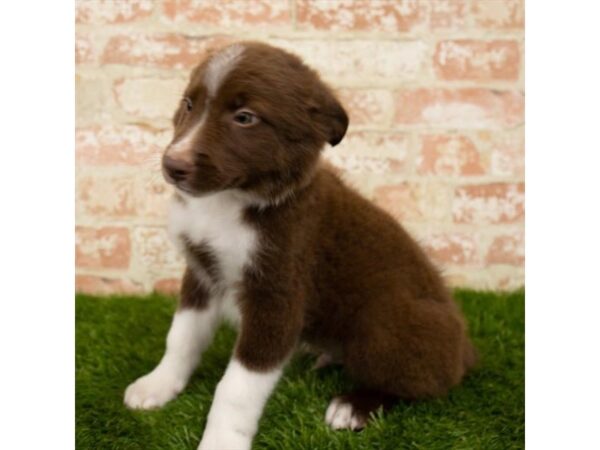 Australian Shepherd DOG Male Red 4561 Petland Mall of Georgia