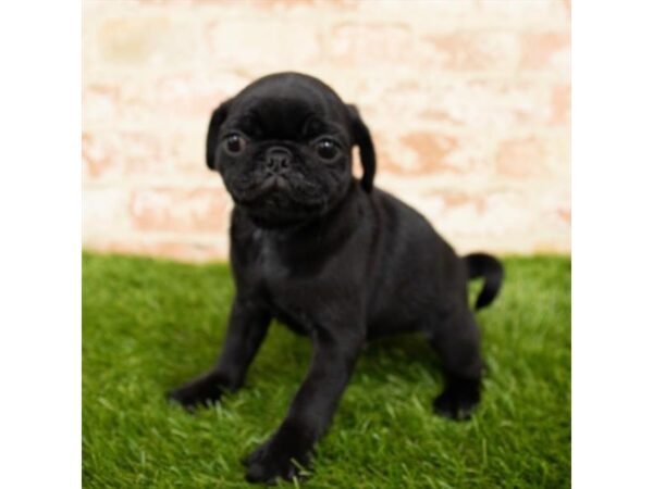 Pug DOG Male Black 4562 Petland Mall of Georgia