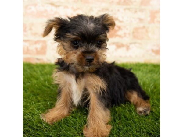 Yorkshire Terrier DOG Male Black / Tan 4565 Petland Mall of Georgia