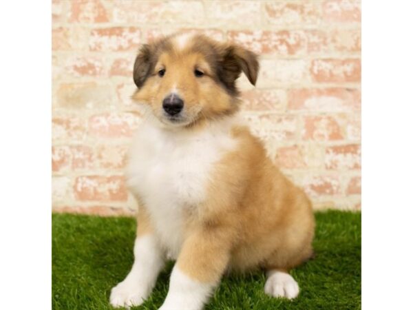 Collie-DOG-Male-Sable / White-4567-Petland Mall of Georgia