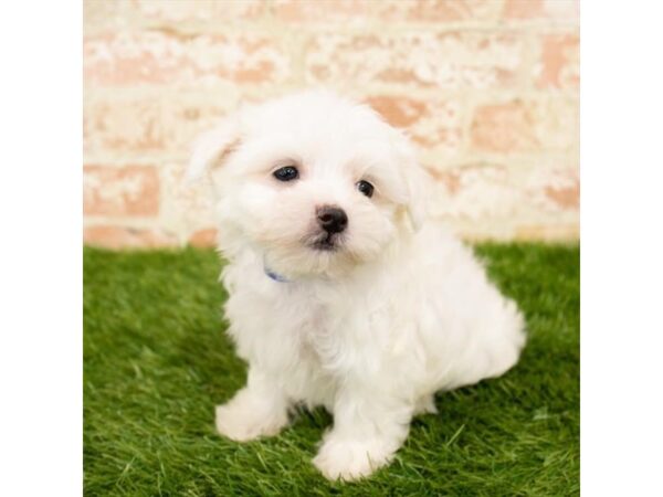 Maltese DOG Male White 4568 Petland Mall of Georgia