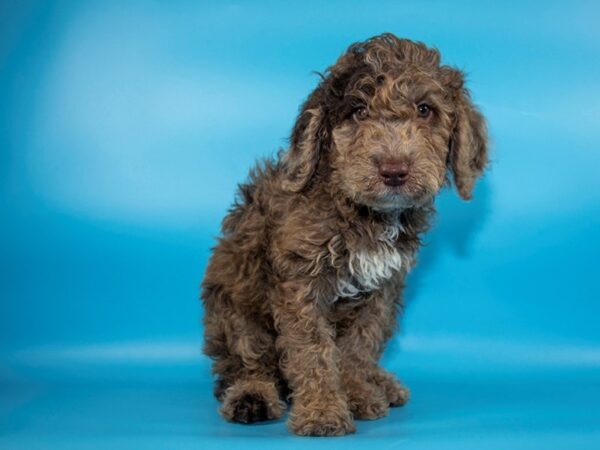 MOYEN POODLE-DOG-Male-Red-4535-Petland Mall of Georgia