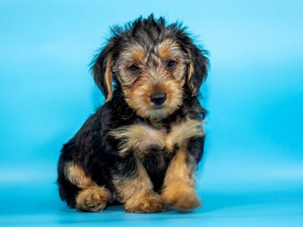 Yorkshire Terrier DOG Male BLK TAN 4551 Petland Mall of Georgia