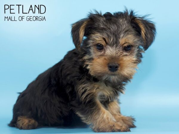 Yorkshire Terrier DOG Male blk & tn 4599 Petland Mall of Georgia