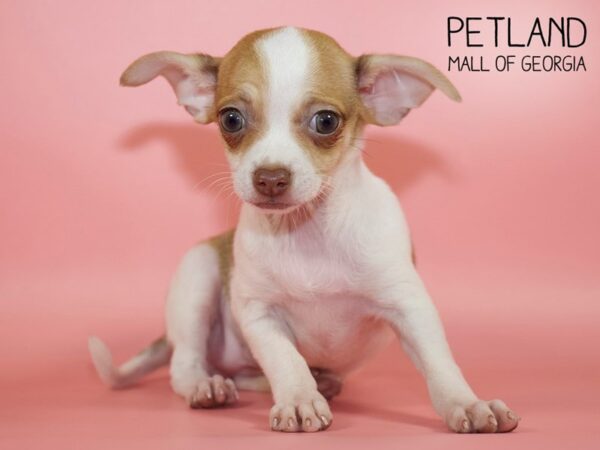 Chihuahua DOG Female Brown & White 4598 Petland Mall of Georgia