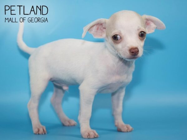 Chihuahua DOG Male White and Cream 4597 Petland Mall of Georgia