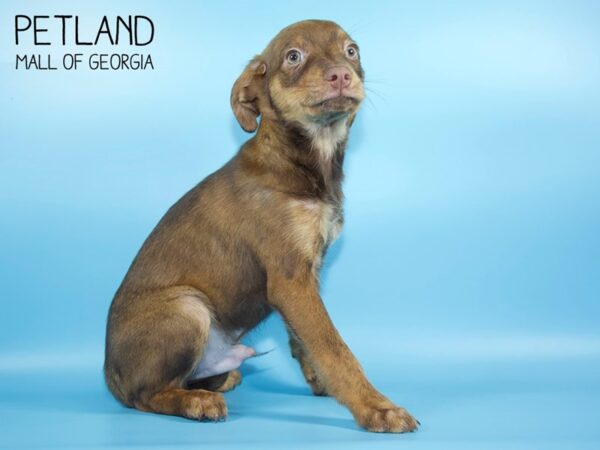 Rat-Cha-DOG-Male-Choc & Tan-4595-Petland Mall of Georgia