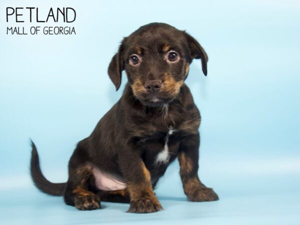 Rat-Cha-DOG-Male-Black-4594-Petland Mall of Georgia