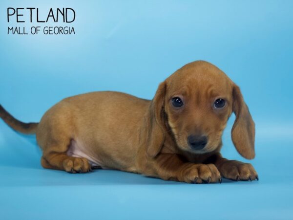 Dachshund Standard-DOG-Male-Brown-4591-Petland Mall of Georgia