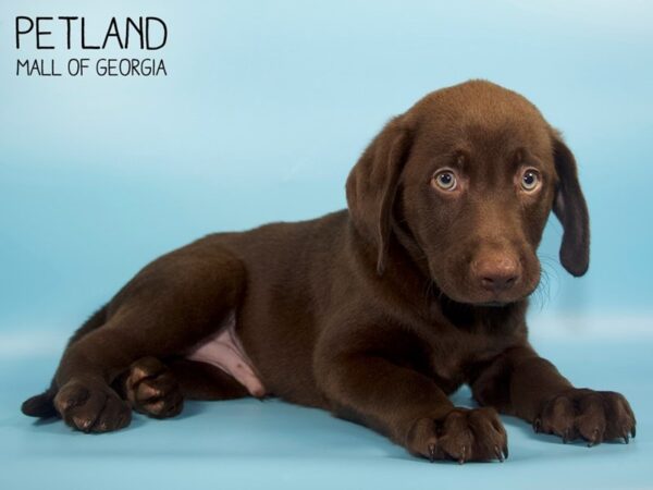 Labrador Retriever DOG Male Chocolate 4571 Petland Mall of Georgia