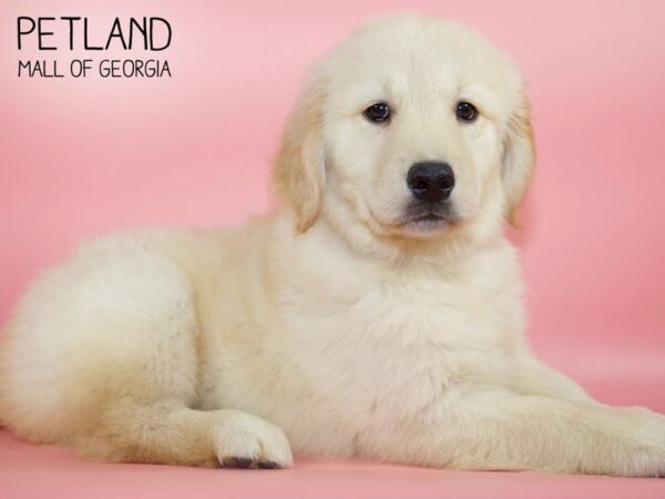 Golden Retriever DOG Female Golden 4570 Petland Mall of Georgia