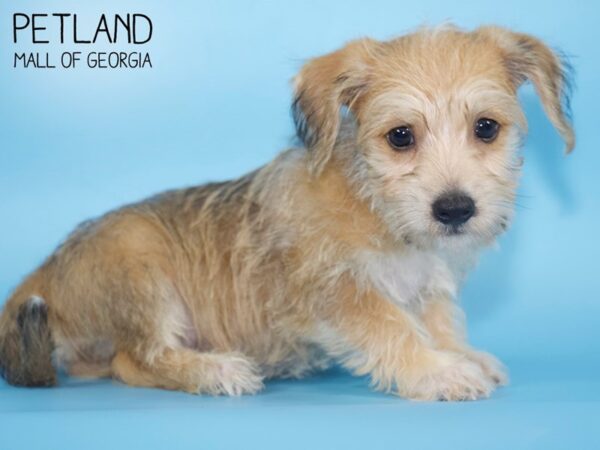 SilkyChon-DOG-Male-Golden-4635-Petland Mall of Georgia