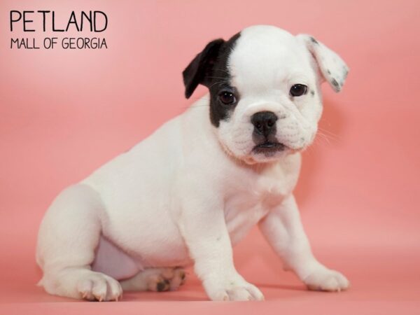 French Bulldog DOG Female Black 4631 Petland Mall of Georgia