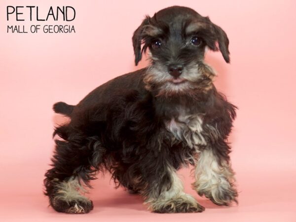 Miniature Schnauzer DOG Female BLACK SILVER 4622 Petland Mall of Georgia