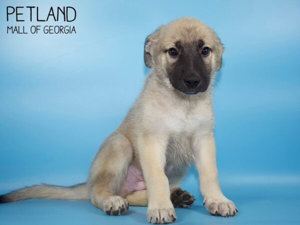 Anatolian Shepherd-DOG-Male-Fawn-4670-Petland Mall of Georgia