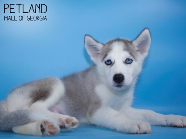 Siberian Husky DOG Male Gray / White 4662 Petland Mall of Georgia