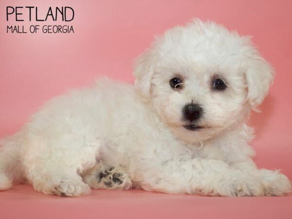 Bichon Frise DOG Female White 4660 Petland Mall of Georgia