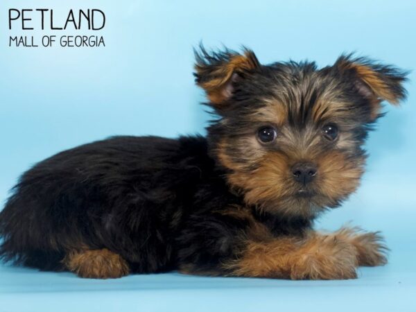 Silky Terrier DOG Male Black / Tan 4659 Petland Mall of Georgia