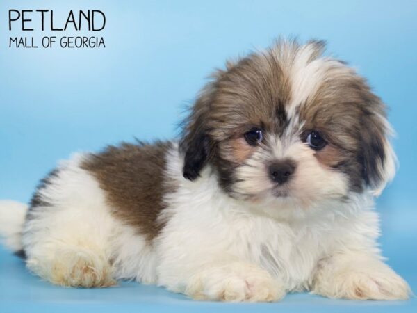 Lhasa Apso DOG Male Brindle 4657 Petland Mall of Georgia