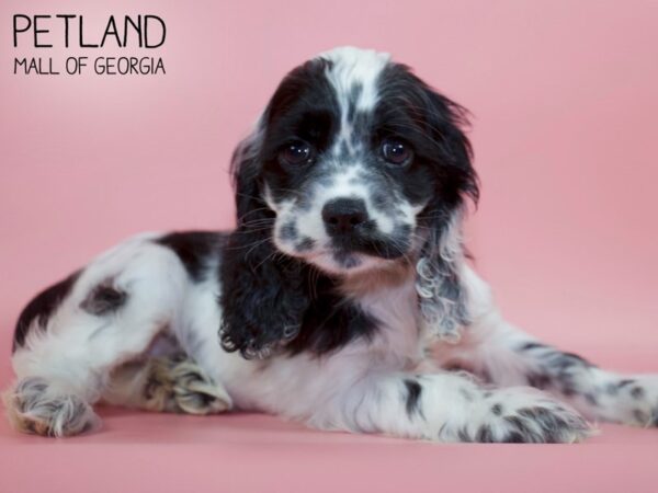 Cocker Spaniel DOG Female BLK WH 4642 Petland Mall of Georgia