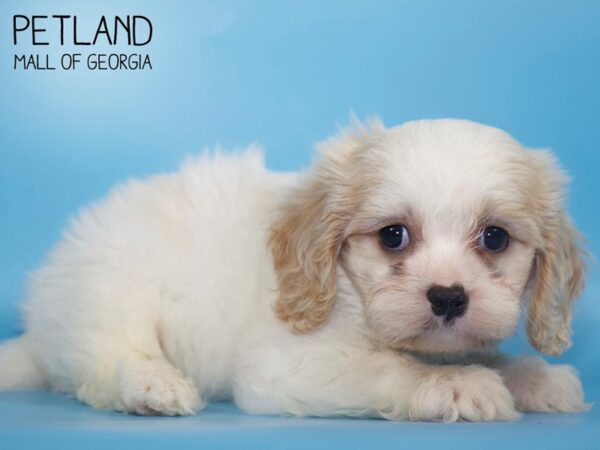 Teddy Bear DOG Male brown white 4641 Petland Mall of Georgia