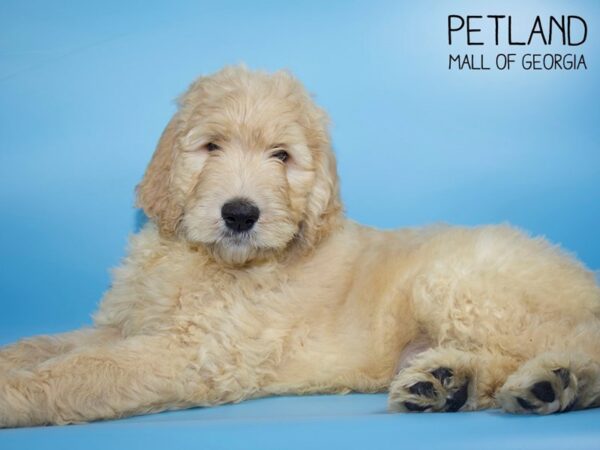 Goldendoodle-DOG-Male-Golden-4639-Petland Mall of Georgia