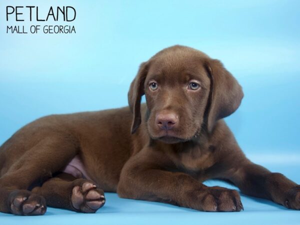 Labrador Retriever DOG Male Chocolate 4638 Petland Mall of Georgia