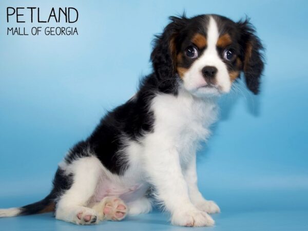 Cavalier King Charles Spaniel DOG Male TRI 4576 Petland Mall of Georgia