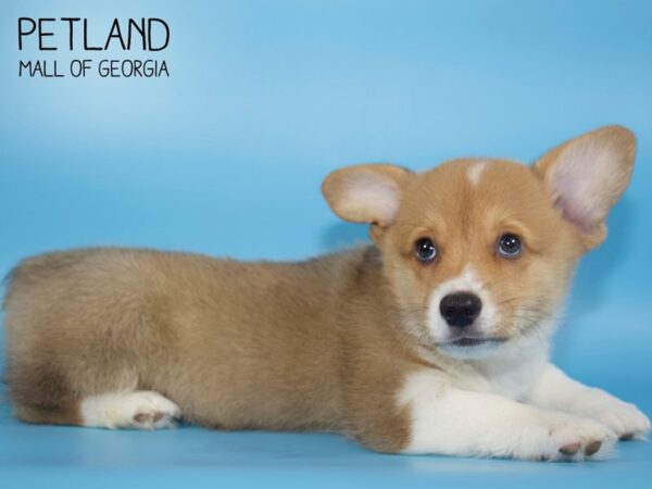 Pembroke Welsh Corgi DOG Male Red Sable 4694 Petland Mall of Georgia