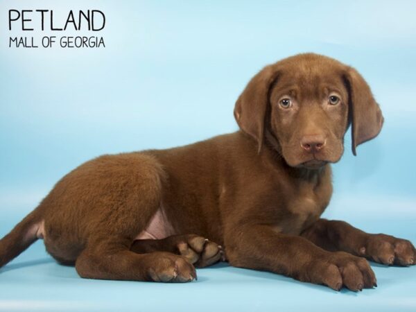 Labrador Retriever DOG Male Chocolate 4689 Petland Mall of Georgia