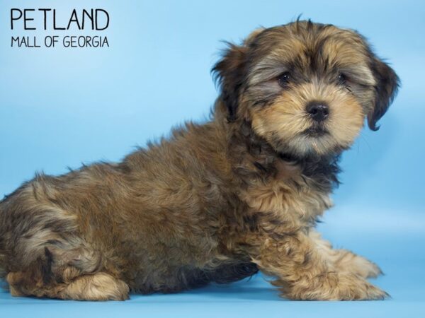 Shorkie-DOG-Male-BROWN WH-4676-Petland Mall of Georgia