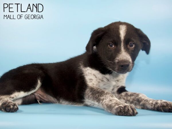 Border Collie Mix-DOG-Male-BLK WH-4674-Petland Mall of Georgia