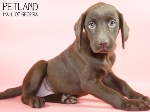 Labrador Retriever DOG Female Chocolate 4673 Petland Mall of Georgia