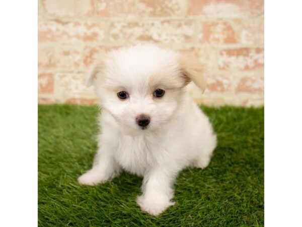 Maltichi-DOG-Female-Cream-4714-Petland Mall of Georgia