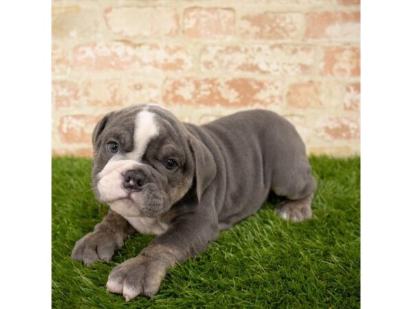 English Bulldog DOG Male Blue 4716 Petland Mall of Georgia