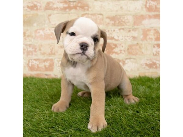 English Bulldog DOG Female Blue Fawn 4717 Petland Mall of Georgia