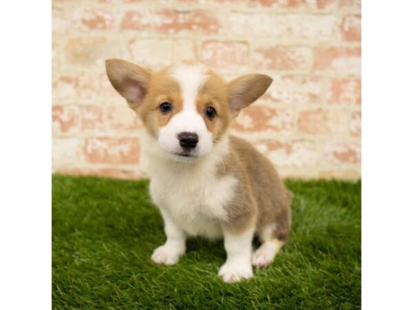 Pembroke Welsh Corgi DOG Male Sable / White 4727 Petland Mall of Georgia