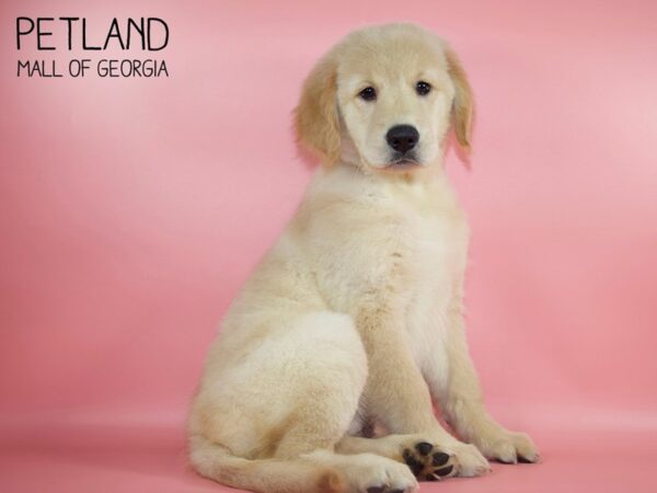 Golden Retriever DOG Female Golden 4699 Petland Mall of Georgia