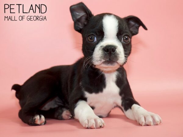 Boston Terrier DOG Female Brindle / White 4739 Petland Mall of Georgia