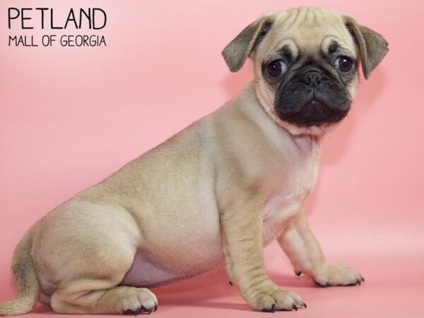 Pug DOG Female Fawn 4736 Petland Mall of Georgia