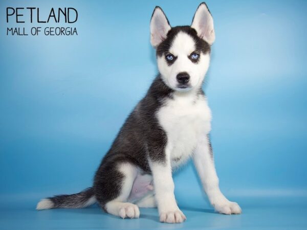 Siberian Husky DOG Male Black / White 4731 Petland Mall of Georgia