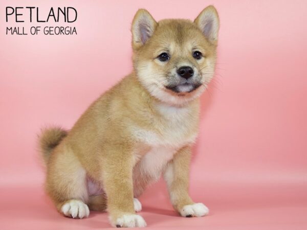 Shiba Inu DOG Female Red 4760 Petland Mall of Georgia