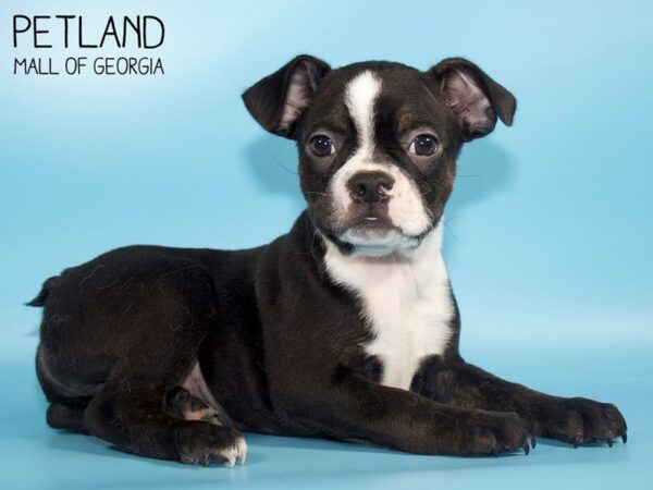 Boston Terrier DOG Male Black / White 4759 Petland Mall of Georgia