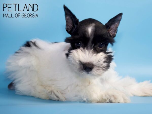 Miniature Schnauzer DOG Male Black / White 4750 Petland Mall of Georgia