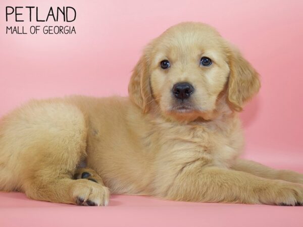 Golden Retriever DOG Female Golden 4753 Petland Mall of Georgia