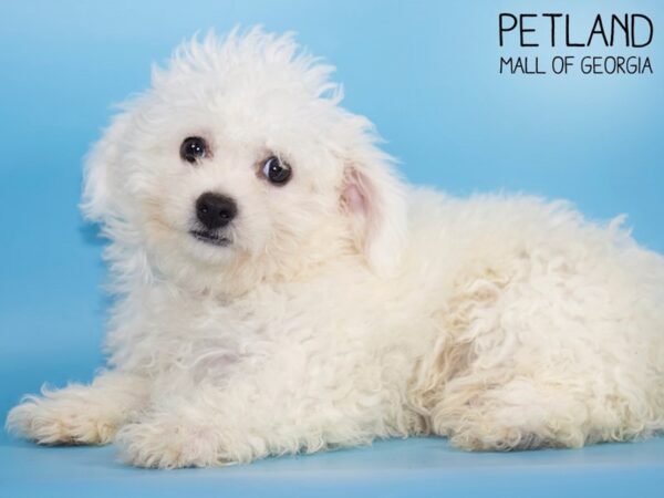 Bichon Frise DOG Male White 4754 Petland Mall of Georgia